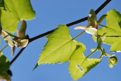 Tilia mongolica - lípa mongolská - jarní větévka (3)
